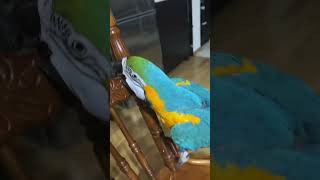 #animal #bird #macaw #parrot #funny #популярное