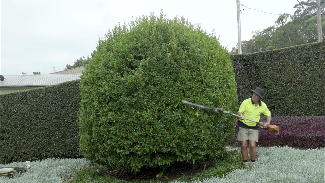 How to trim a bush in shapes YouTube