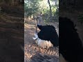 Ostrich mating dance