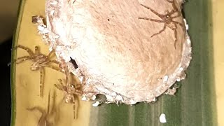 Huntsman Spider Babies And Egg Sack