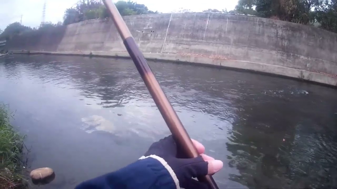 這裡的魚都比較大一些