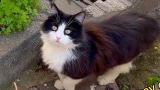 Hangry Stray Cats Feeding multiple times 4K by Cats World 396 views 2 months ago 4 minutes, 10 seconds