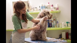 Adult Lagotto Shave Down