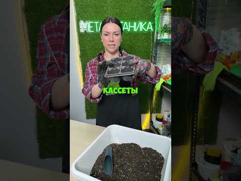 Как вырастить крупную капусту брокколи в 2025 году?