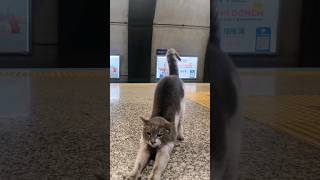 マジどこでも猫いる！イスタンブール地下鉄のホームにいた猫をナデナデしてきた
