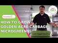 How to grow golden acre cabbage microgreens