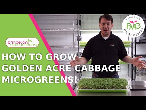 Video: Golden Acre Cabbage Loj hlob - Thaum Yuav Cog Golden Acre Cabbage Cog