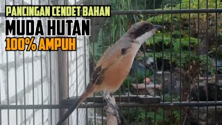 Download lagu Suara Cendet trotol MH Sangat cocok buat pancingan cendet trotol manapun agar lekas ikutan bunyi