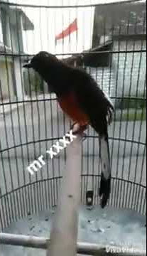 MURAI BATU GACOR | mr xxx | Mandore AA BF Weleri