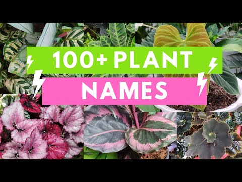 Video: Vævning af blomster til haven: billeder og navne