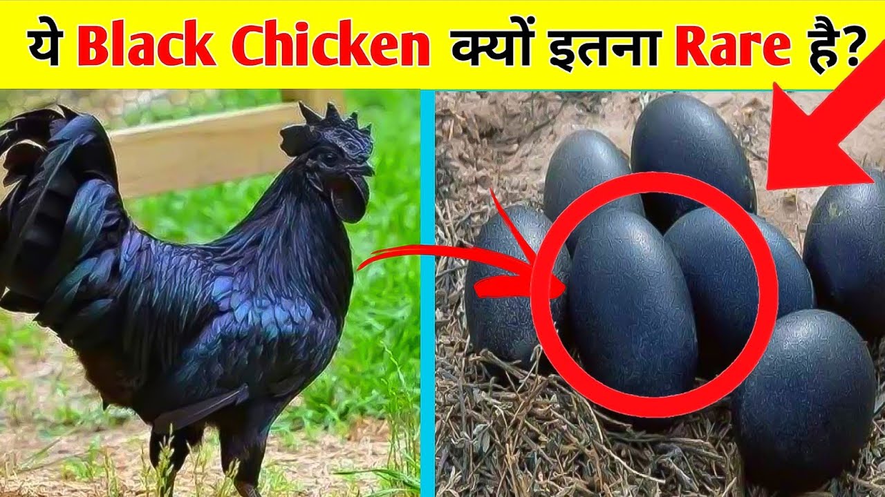 ये Black Chicken क्यों इतना Rare है?😱🐔