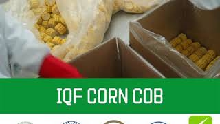 Frozen Sweet Corn COB - SINOFROST