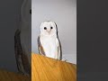 Life passes so so so fast ❤️🩹🦉✨️