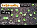 how to grow parijat plant from seeds / may month work 100% germination