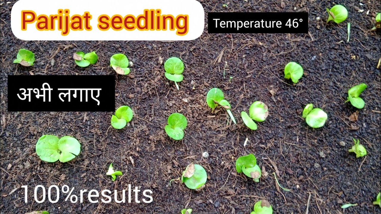 How To Grow Parijat Plant From Seeds May Month Work 100 Germination how-to-grow-parijat-plant-from-seeds-may-month-work-100-germination