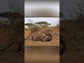 तेंदुए और जंगली सूअर के बीच भयंकर लड़ाई | Wildlife Fight #shorts #animalfight