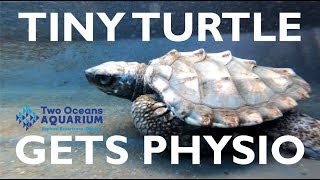 Physio for a loggerhead turtle hatchling at Two Oceans Aquarium