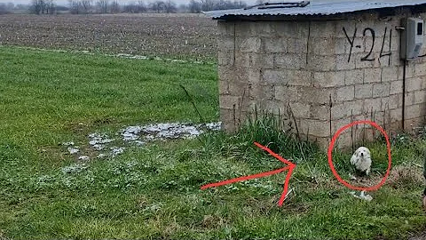 Abandoned tiny dog struggles to survive in the hea...