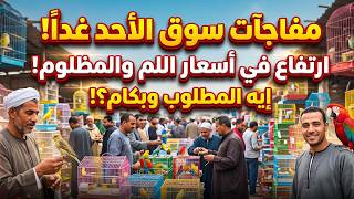 💥 مفاجآت نارية في سوق الأحد غداً!🔥 ارتفاع أسعار اللم والمظلوم (إيه المطلوب وبكام؟!) 💸🦜