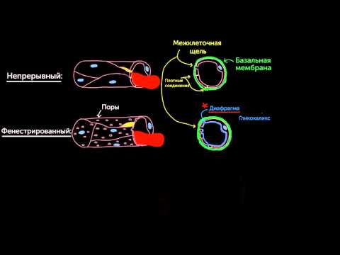 Видео: Функция капилляров: определение, структура, типы и условия