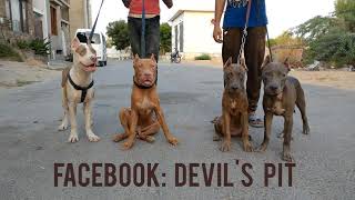 Pitbull Puppies Devils Pit Progeny