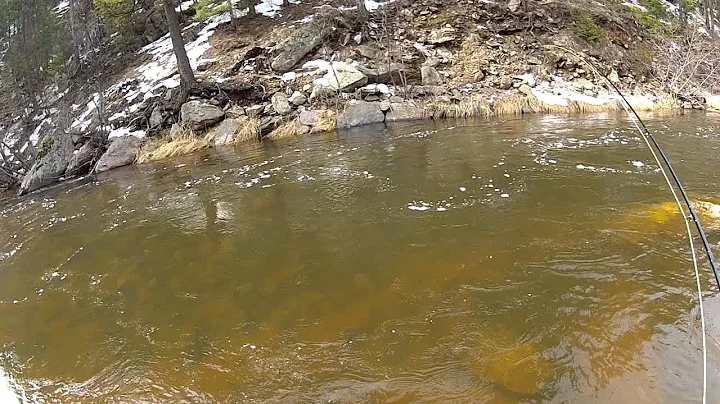 Monster Trout