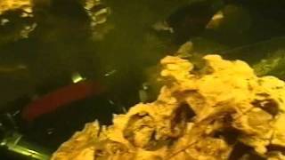 Wayne's World Sink Cave System 1997