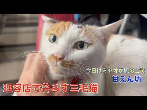 理髪店で暮らす三毛猫ミャオ（今日はミャオが膝の上に）😿
