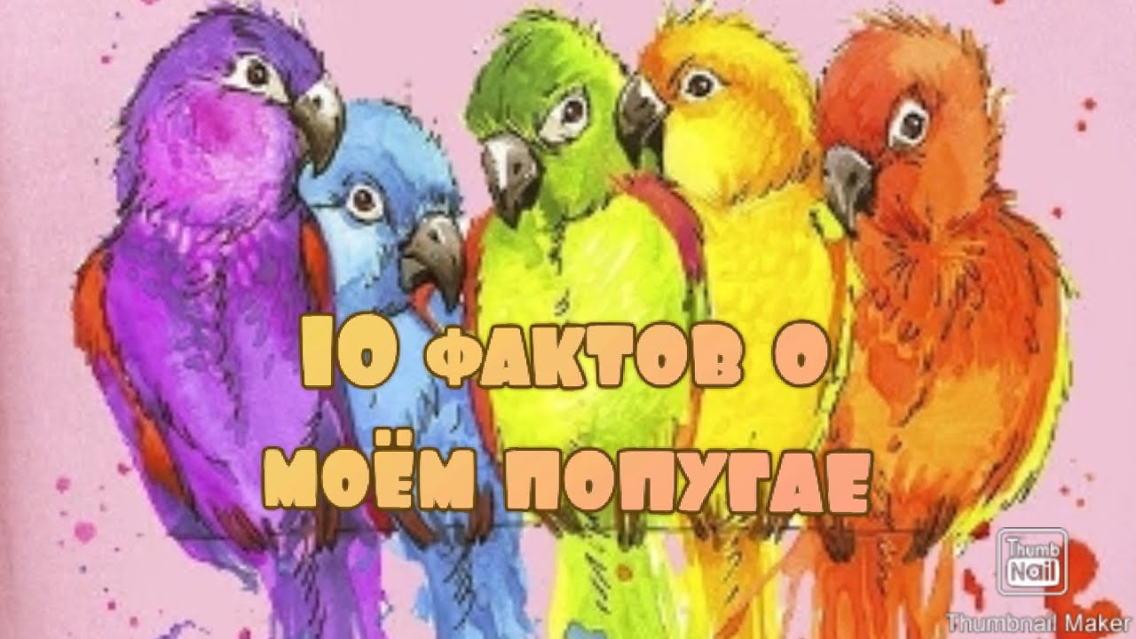 10 фактов о моём попугае?? - YouTube
