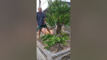 xem tổng thể cây khế bonsai đại triệu đô #anhducbonsai #bonsai #shortvid #shorts #caycanh