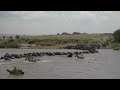 Baby Zebras, Wild beasts migrating and crossing over Mara river in Maasai Mara national park