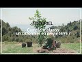 TUTORIEL  - Comment planter un citronnier en pleine terre
