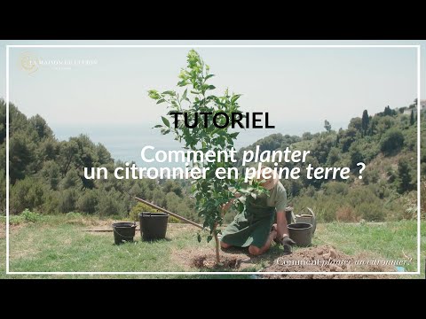 Vidéo: Comment Planter L'astilba En Pleine Terre