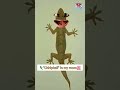 Kundi Laga Lo Saiya Viral Funny Short Funny Viral Trending Comedy Shorts Kundi Laga Lo Saiya Viral Funny Short Funny Viral Trending Comedy Shorts