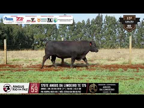 LOTE 59 175TE ANGUS DA LIMOEIRO