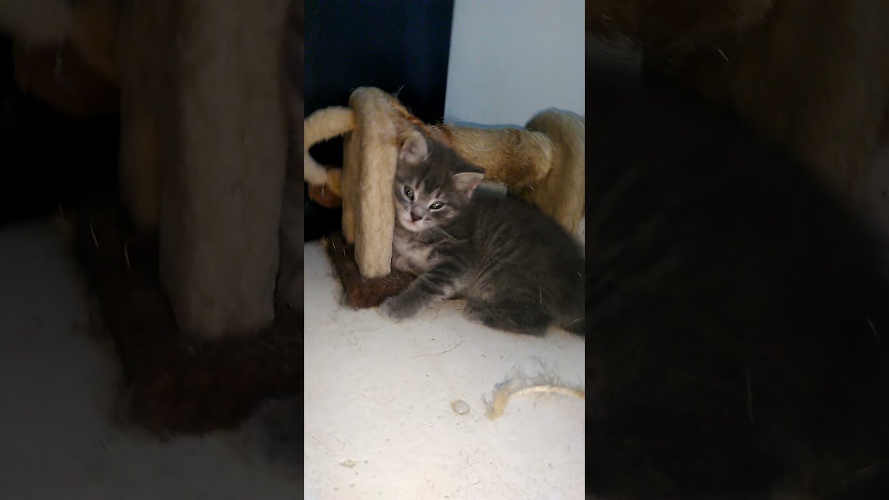 Katzen content Teil 5