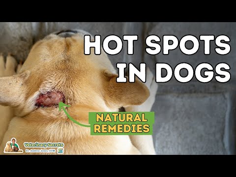 Video: Home remedie voor folliculitis bij honden