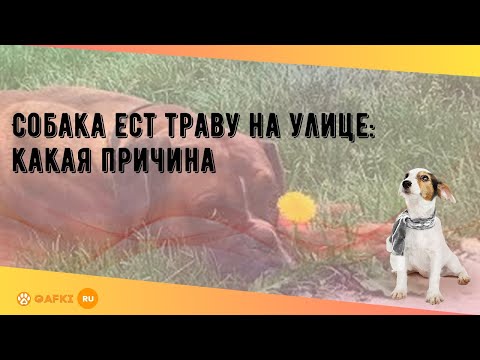 Собака ест траву на улице: какая причина