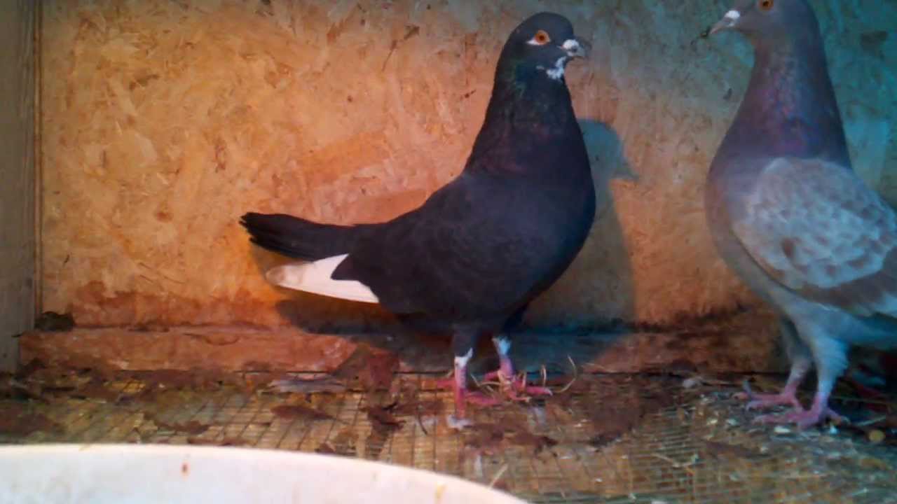 Raising pigeons. Pt 1 YouTube