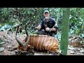 The Kings of Cameroon - A Bongo hunting short film by Melcom Van Staden