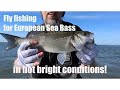 Fly fishing for European Sea Bass in hot sunny conditions. Tips and info.