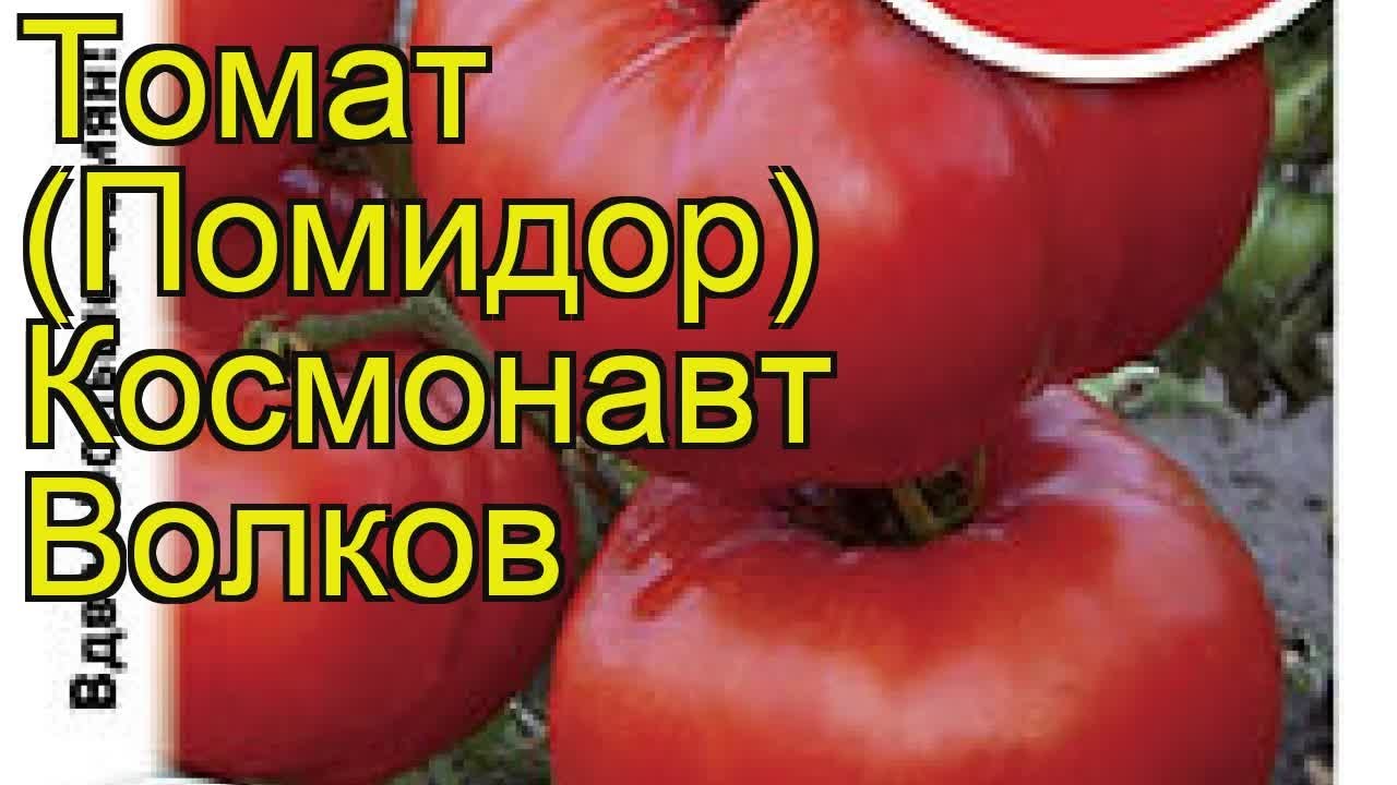 Томаты Волков Описание Сорта Фото Отзывы