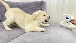 Funny Reaction of a Golden Retriever Puppy to a Golden Retriever Soft Toy screenshot 2