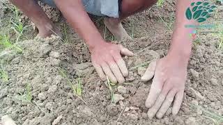 Spine gourd farming | কাকরোল চাষ