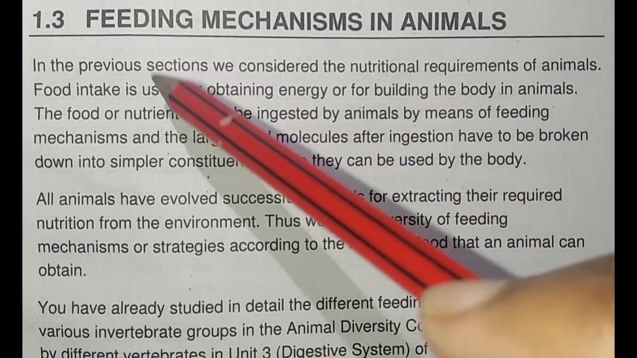 Feeding mechanism in animals part 1 IGNOU bsc YouTube