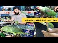اسعار ببغاء الدرة الهندي والنيبالي وافراخ الدرة للتاكيل اليدوي جزيرة الطيور 