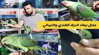 اسعار ببغاء الدرة الهندي والنيبالي وافراخ الدرة للتاكيل اليدوي / جزيرة الطيور