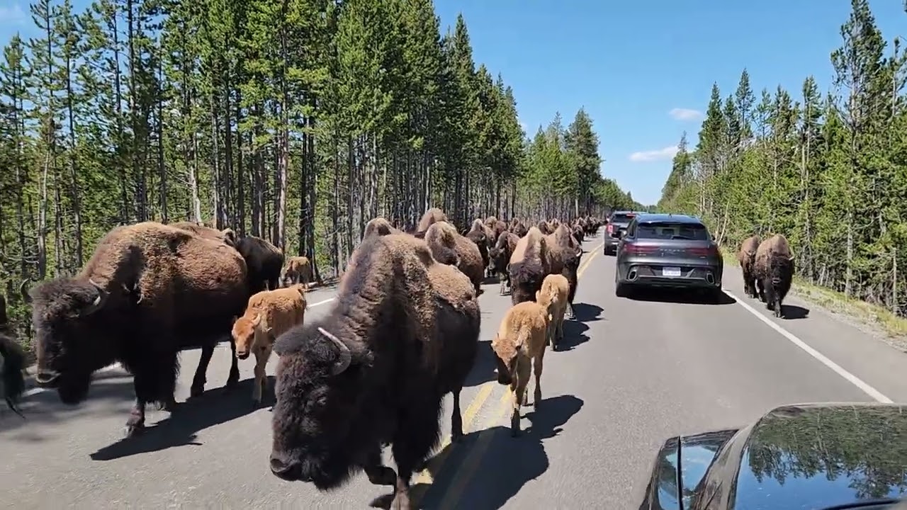 Bison Jam in Yellowstone! 