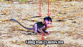 G0dHeIp! Monkey baby got almost unconscious falling from 25 meter tree while his mom-was-A.ttaacked