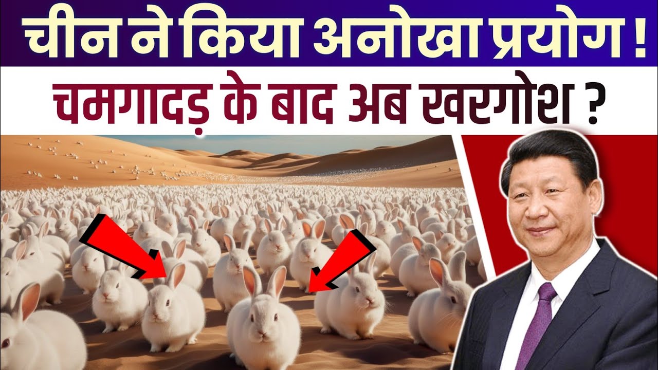 Fat Rabbit China Why Is China Experimenting On 12 Lakh Rabbits ? चीन ने रेगिस्तान मे 12 ...